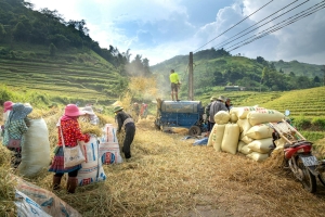 Farmers working together to harvest rice in lush terraced fields under a clear sky.