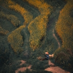 Establishing an Agri-tourism and Agro-business in Nigeria Aerial view of a farmer working in lush terraced paddy fields at sunset.