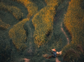 Aerial view of a farmer working in lush terraced paddy fields at sunset.