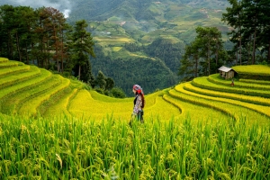 women, paddy field, hills, rice terraces, farming, agriculture