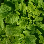 Starting up Agri-Technology Business in Nigeria leaf, vegetable, celery, food, health, costs, vitamins, delicious, vegan, nutrition, tuber, consumption, plants, aromatic, nature, root, culture, agri-food
