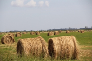 hay, field, agri, summer, farm, agriculture, rural, bale, nature, haystack